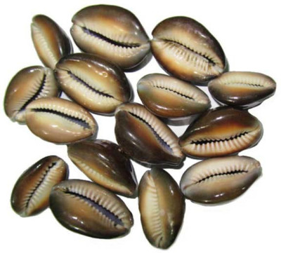 RGL Kaudi - 11 Pieces . Sacred Shankh(White, Green, Brown)
