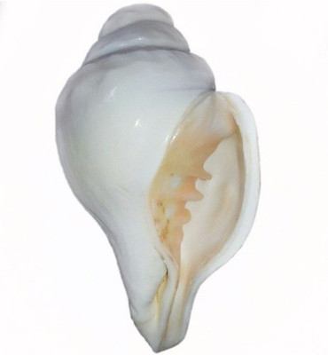Divine Temples Vamavarti Blowing Shankh(White)