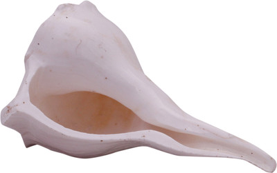 

jaipurgemsandhandicrafts Sacred Shankh(White)