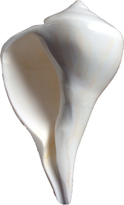 

Sukar Sakthi Dhakshinavarti laxmi pooja 181 gms 14cm length Sacred Shankh(White)