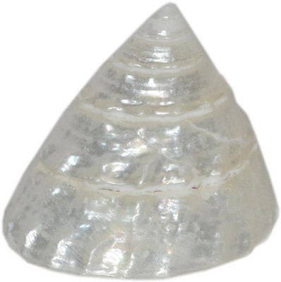 

Real Seed Very Small Pooja Moti Shankh Sacred Shankh(White)