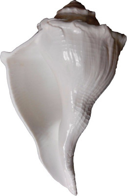 

Divine Temples Big Dakshinavarti White (18 cms) Sacred Shankh(White)