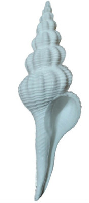 

Divine Temples Unique & Rare Gauri Shankhar (10 cms) Sacred Shankh(White)