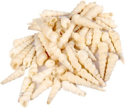 

Vardhman Decorative Shankh(White)