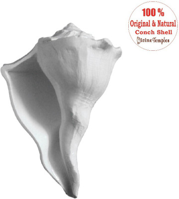 

Divine Temples Big Abhishekam Shankh Sacred Shankh(White)