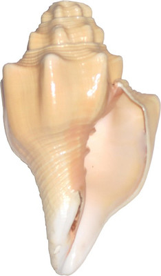 

Divine Temples Blowing Shankh(Beige)