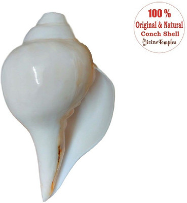 

Divine Temples Traditional Blowing Shankh(White)