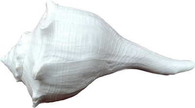 

SHIVOHAM Dhakshinavarti Laxmi Pooja (18 cm) 306 grams Sacred Shankh(White)