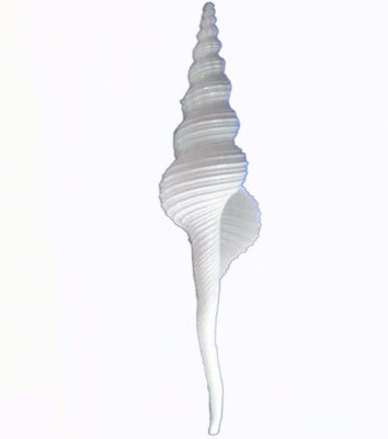 

Divine Temples Vamavarti Gauri Shankar (16 cms) Sacred Shankh(White)