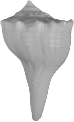 

Divine Temples Small Dakshinavarti (5 cms) Sacred Shankh(White)