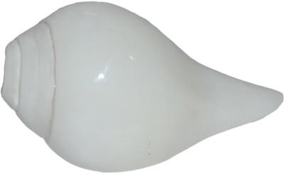 

Spiritual Max Blowing Shankh(White)