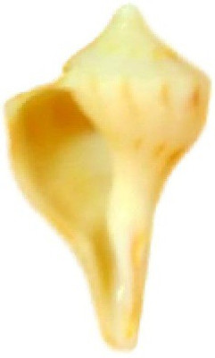 

Divine Temples Natural Rare & Unique Miniature Sacred Shankh(Brown)