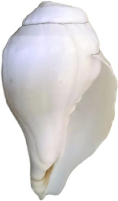 

Divine Temples Vamavarti (10 cms) Blowing Shankh(White)