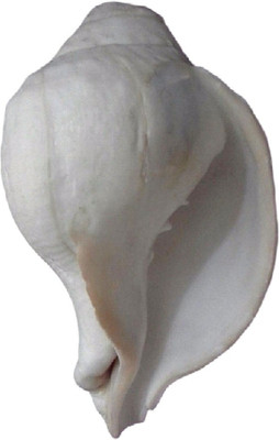 

Divine Temples Natural Vamavarti Loud Blowing (14.5 Cms) Blowing Shankh(White)