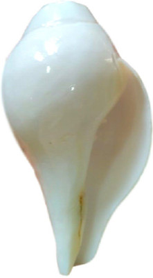 

Divine Temples Natural Auspicious Small (10 cms) Blowing Shankh(White)