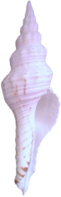 

Divine Temples Vamavarti (11 cms) Sacred Shankh(White)