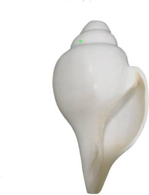 

Divine Temples Big Sized Vamavarti (23.5 cms) Blowing Shankh(White)