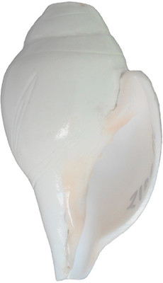 

Divine Temples Left Handed Vamavarti (13 cms) Blowing Shankh(White)