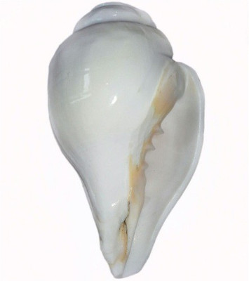 

Divine Temples Vamavarti Blowing Shankh(White)