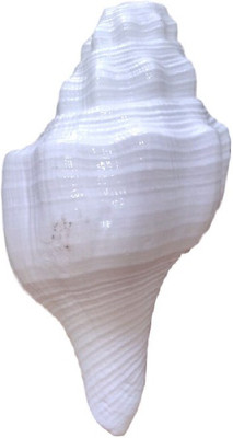

Divine Temples Vamavarti Dattatrey (12.5 cms) Loud Blowing Shankh(White)