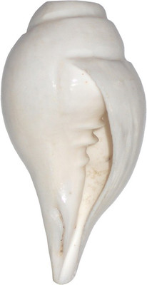 

Divine Temples Blowing Shankh(White)