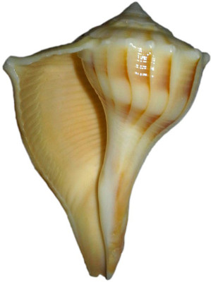 

Divine Temples Dakshinavarti (7 cms) Sacred Shankh(Brown)