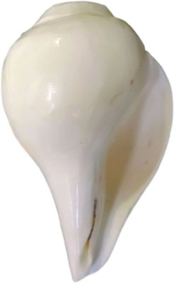 

Divine Temples Vamavarti Shankh - 11 Cms Blowing Shankh(White)