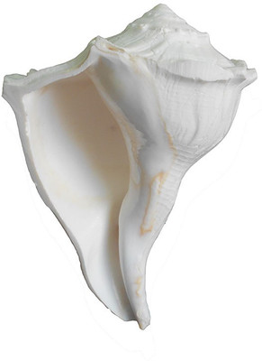 

Divine Temples Dakshinavarti (15 cms) Sacred Shankh(White)