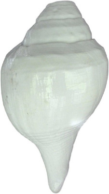 

Divine Temples Big Vamavarti Natural (15.5 cms) Blowing Shankh(White)