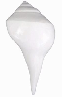 

Divine Temples Curly Auspicious (12 cms) Sacred Shankh(White)