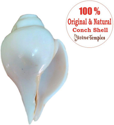 

Divine Temples Traditional Blowing Shankh(White)