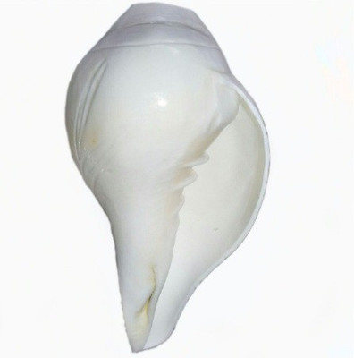 

Divine Temples Vamavarti Blowing Shankh(White)