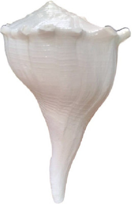 

Divine Temples Dakshinvarti with Natural Curls (13 cms) Sacred Shankh(White)