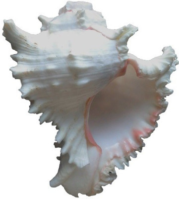 

Divine Temples Vamavarti Unique (18 cms) Blowing Shankh(Multicolor)