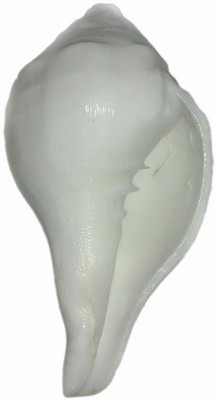 

Divine Temples White Vamavarti Pooja (9 Cms) Sacred Shankh(White)
