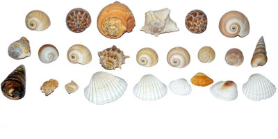 

Spiritual Max Exclusive Ocean Stuff for Aquarium Decorative Shankh(Multicolor)