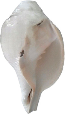 

Divine Temples Raw Natural Vamavarti (14 cms) Blowing Shankh(White)