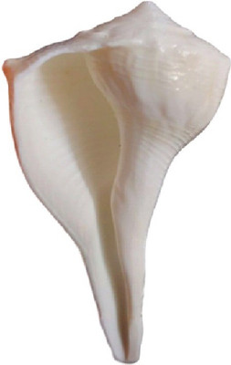 

Divine Temples Good Luck Dakshinavarti (7 cms) Sacred Shankh(White)