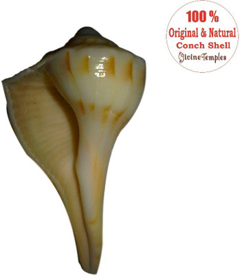

Divine Temples Natural Dakshinavarti Pooja Shankh Sacred Shankh(Brown)