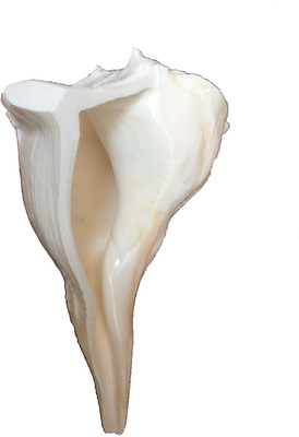 

Sukar Sakthi Dhakshinavarti Laxmi Pooja 17 cms and 340 gms Sacred Shankh(White)