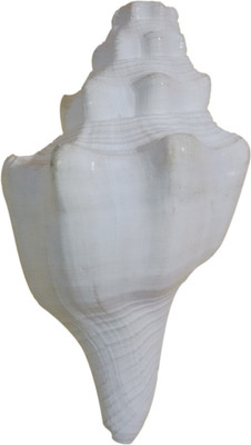 Paridhanlok Ethnic Sacred Shankh(White)