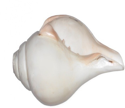 

Divine Temples Blowing Shankh(White)