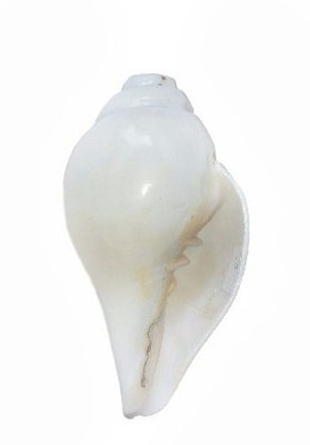 

Divine Temples Vamavarti Blowing Shankh(White)