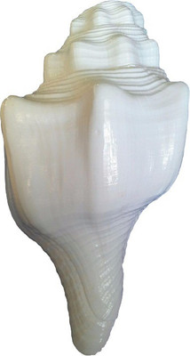 

Divine Temples Natural Dattatreya (14 cms) Blowing Shankh(White)