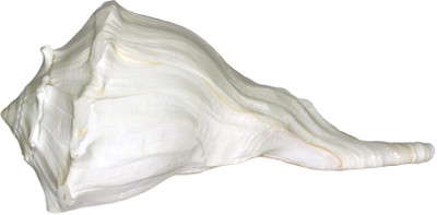 Spiritual Max Real Seed Dakshinavarti Laxmi / Left Hand Sacred Shankh(White)