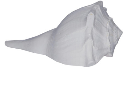 

SHIVOHAM Auspicious Right Handed Indian Conch Decorative, Sacred Shankh(White)