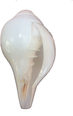 

Sukar Sakthi Divine Pooja 12 cms and 234 gms Blowing Shankh(White)