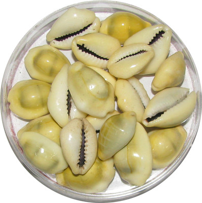 

Omkar Yellow Cowrie - Lakshmi Gavvalu Peeli Cowrie Kawdi Kaudi Kowdi Sea Shell (21 Pieces) Sacred Shankh(Yellow)