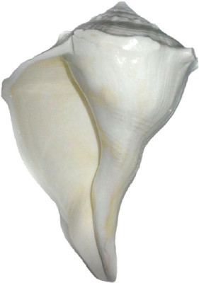 

Divine Temples Big Size Dakshinavarti (15.5 Cm) Sacred Shankh(White)