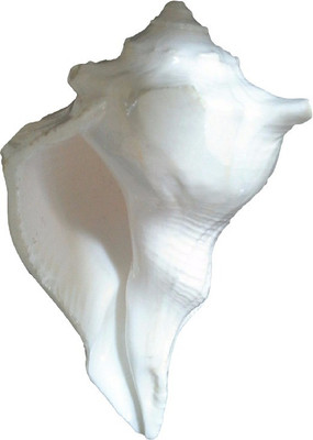 

Divine Temples Dakshinavarti Lakshmi (8 cm) Sacred Shankh(White)